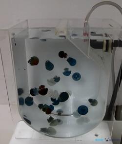 Prodejní nádrž na medúzy - vel. M (35 litrů)